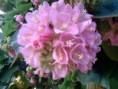 /album/flores/p080610-09-06-jpg/